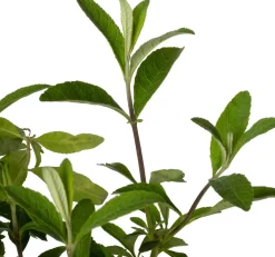 New Sommerflieder (Buddleja davidii 'Royal Red') D 24 H 40 cm Blühende Pflanzen|Schmetterlingsflieder