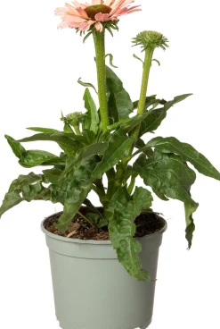 Online Sonnenhut (Echinacea purpurea 'Sunseekers Salmon') D 17 H 40 cm Winterharte Pflanzen|Mehrjährige Pflanzen