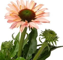 Online Sonnenhut (Echinacea purpurea 'Sunseekers Salmon') D 17 H 40 cm Winterharte Pflanzen|Mehrjährige Pflanzen