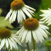 Clearance Sonnenhut (Echinacea purpurea 'White Swan') D 9 H 5 cm Mehrjährige Pflanzen|Echinacea