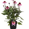 Outlet Sonnenhut (Echinacea purpurea) D 17 H 40 cm Blühende Pflanzen|Winterharte Pflanzen