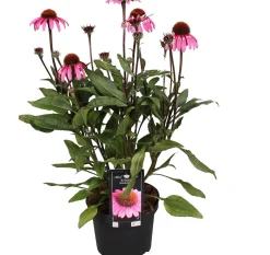 Outlet Sonnenhut (Echinacea purpurea) D 17 H 40 cm Blühende Pflanzen|Winterharte Pflanzen