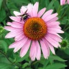 Sonnenhut (Echinacea purpurea 'Magnus') Blühende Pflanzen|Mehrjährige Pflanzen