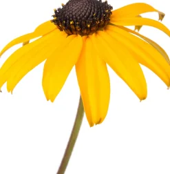 Online Sonnenhut (Rudbeckia fulgida 'Goldsturm') Mehrjährige Pflanzen|Rudbeckia
