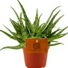 Clearance Spinnenaloe (Aloe 'Spider') D 10,5 H 15 cm Kleine Zimmerpflanzen|Für Sonne