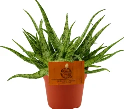 Clearance Spinnenaloe (Aloe 'Spider') D 10,5 H 15 cm Kleine Zimmerpflanzen|Für Sonne