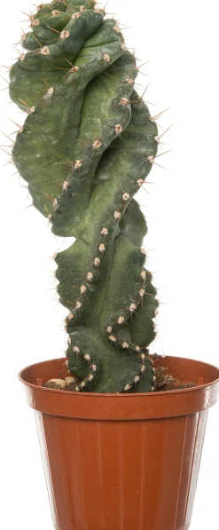 Sale Spiralkaktus (Cereus spiralis) D 11 H 25 cm Kleine Zimmerpflanzen|Für Sonne