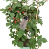 New Stachellose Brombeere (Rubus fruticosus 'Loch Ness') mit Rankhilfe D 17 H 70 cm Obst, Gemüse & Kräuter|Kräuterpflanzen
