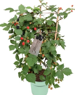 New Stachellose Brombeere (Rubus fruticosus 'Loch Ness') mit Rankhilfe D 17 H 70 cm Obst, Gemüse & Kräuter|Kräuterpflanzen