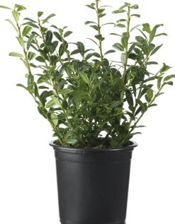 Discount Stechpalme (Ilex crenata 'Luxus Hedge') D 10,5 H 15 cm Winterharte Pflanzen|Stechpalme