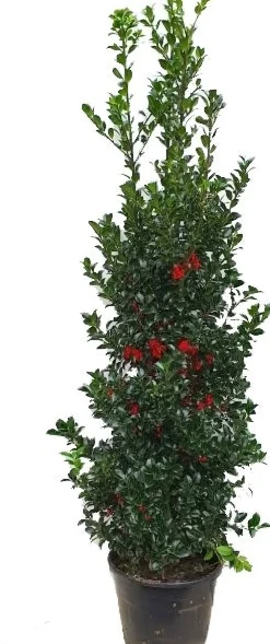 Sale Stechpalme (Ilex meserveae 'Heckenfee') D 30 H 80 cm Blühende Pflanzen|Immergrüne Pflanzen