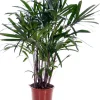 Best Steckenpalme (Rhapis excelsa) D 21 cm H 130 cm Große Pflanzen|Grünpflanzen