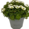 Best Steinbrech (Saxifraga 'Large White') D 12 cm Immergrüne Pflanzen|Winterharte Pflanzen
