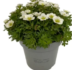 Best Steinbrech (Saxifraga 'Large White') D 12 cm Immergrüne Pflanzen|Winterharte Pflanzen