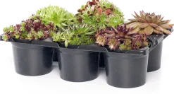 Sale Steinpflanzen Mix D 9 H 13 cm Winterharte Pflanzen|Mehrjährige Pflanzen