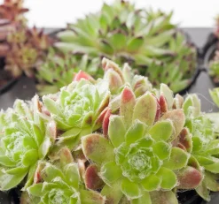 Sale Steinpflanzen Mix D 9 H 13 cm Winterharte Pflanzen|Mehrjährige Pflanzen