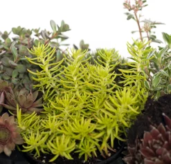 Sale Steinpflanzen Mix D 9 H 13 cm Winterharte Pflanzen|Mehrjährige Pflanzen