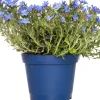 Best Steinsame (Lithodora diffusa 'Heavenly Blue') D 15 H 10 cm Blühende Pflanzen|Immergrüne Pflanzen