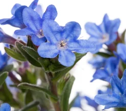 Best Steinsame (Lithodora diffusa 'Heavenly Blue') D 15 H 10 cm Blühende Pflanzen|Immergrüne Pflanzen