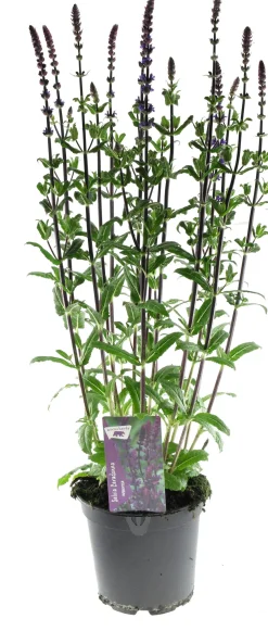 Clearance Steppen-Salbei (Salvia nemorosa 'Caradonna') D 17 H 50 cm Mehrjährige Pflanzen|Salbei