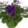Sale Sternblume (Senecio 'Senetti Deep') D 15 H 38 cm Blühende Pflanzen|Einjährige Pflanzen