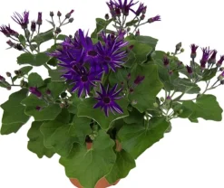 Sale Sternblume (Senecio 'Senetti Deep') D 15 H 38 cm Blühende Pflanzen|Einjährige Pflanzen