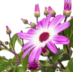 New Sternblume (Senecio 'Senetti Magenta Bicolor') D 15 H 38 cm Blühende Pflanzen|Einjährige Pflanzen