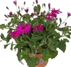 New Sternblume (Senecio 'Senetti Magenta') D 15 H 38 cm Blühende Pflanzen|Einjährige Pflanzen