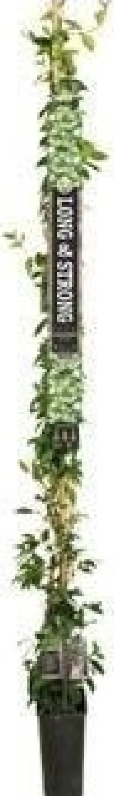 Outlet Sternjasmin (Trachelospermum jasminoides) D 19 H 150 cm Blühende Pflanzen|Kletterpflanzen