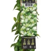 Sale Sternjasmin (Trachelospermum jasminoides) D 23 H 210 cm Kletterpflanzen|Jasmin