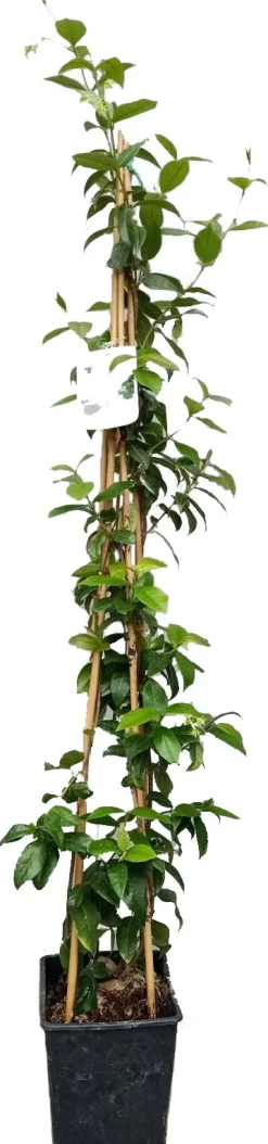 Clearance Sternjasmin (Trachelospernum jasminoides) D 20 H 180 cm Blühende Pflanzen|Kletterpflanzen