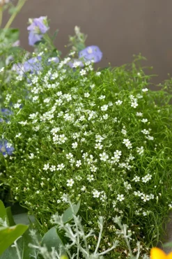 Clearance Sternmoos (Sagina subulata) Immergrüne Pflanzen|Bodendecker