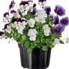 New Stiefmütterchen dreifarbig (Viola) D 12 cm Blühende Pflanzen|Winterharte Pflanzen