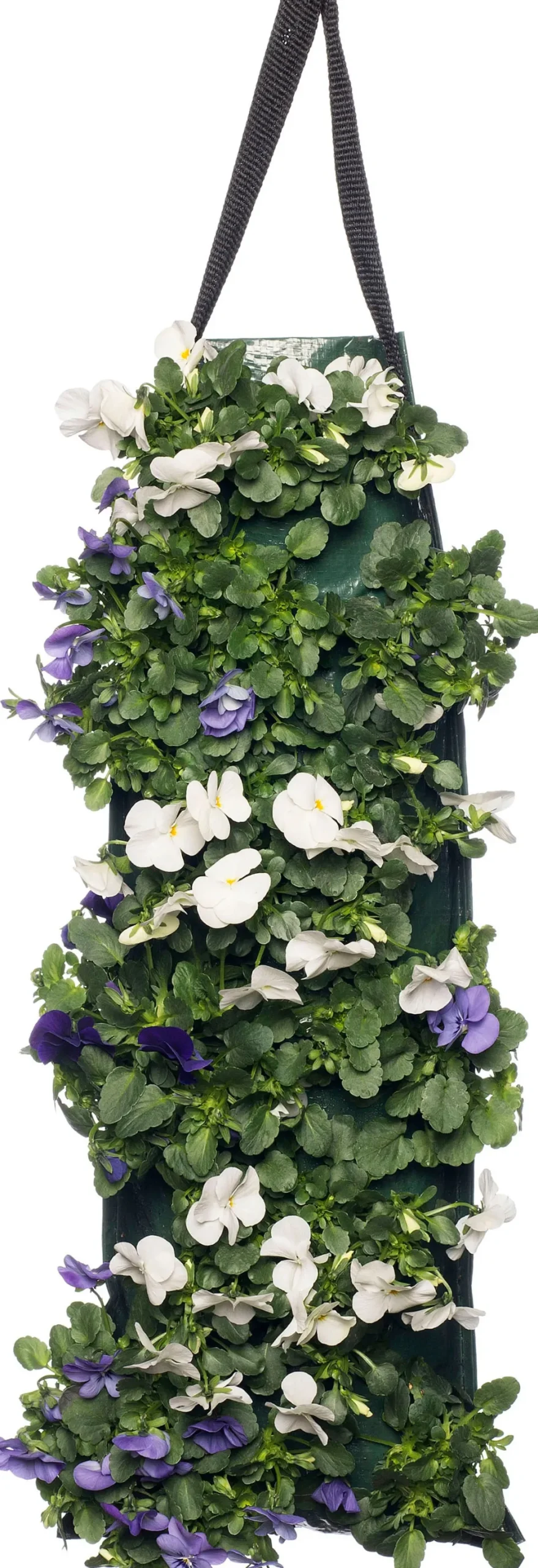 Sale Stiefmütterchen Wandhänger (Viola) D 20 H cm Einjährige Pflanzen|Stiefmütterchen & Hornveilchen