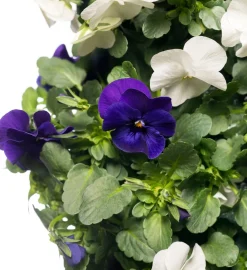 Sale Stiefmütterchen Wandhänger (Viola) D 20 H cm Einjährige Pflanzen|Stiefmütterchen & Hornveilchen