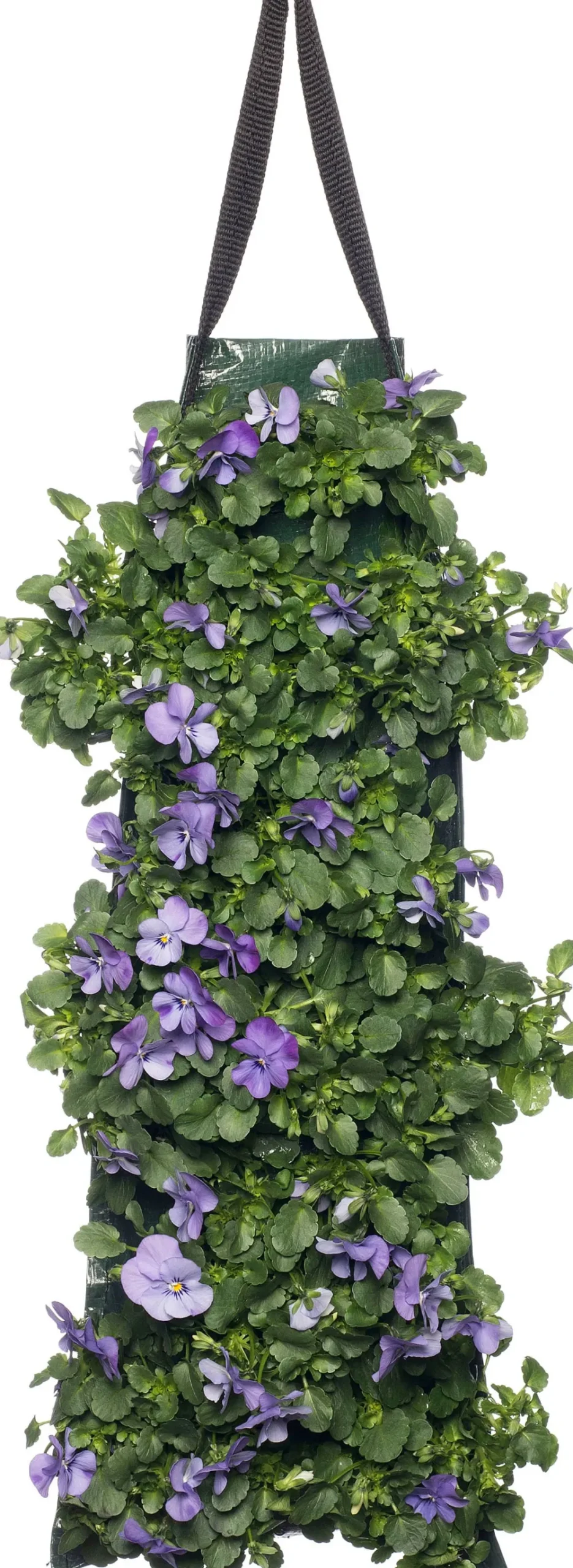 Sale Stiefmütterchen Wandhänger (Viola) D 20 H cm Einjährige Pflanzen|Stiefmütterchen & Hornveilchen