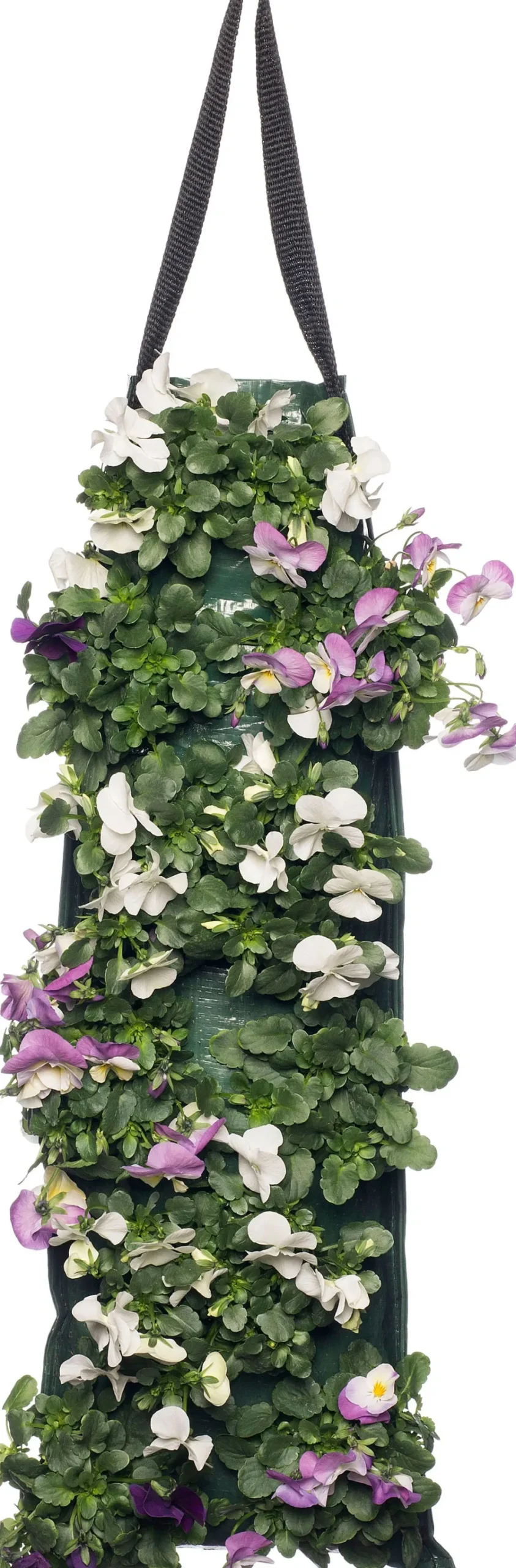 Sale Stiefmütterchen Wandhänger (Viola) D 20 H cm Einjährige Pflanzen|Stiefmütterchen & Hornveilchen