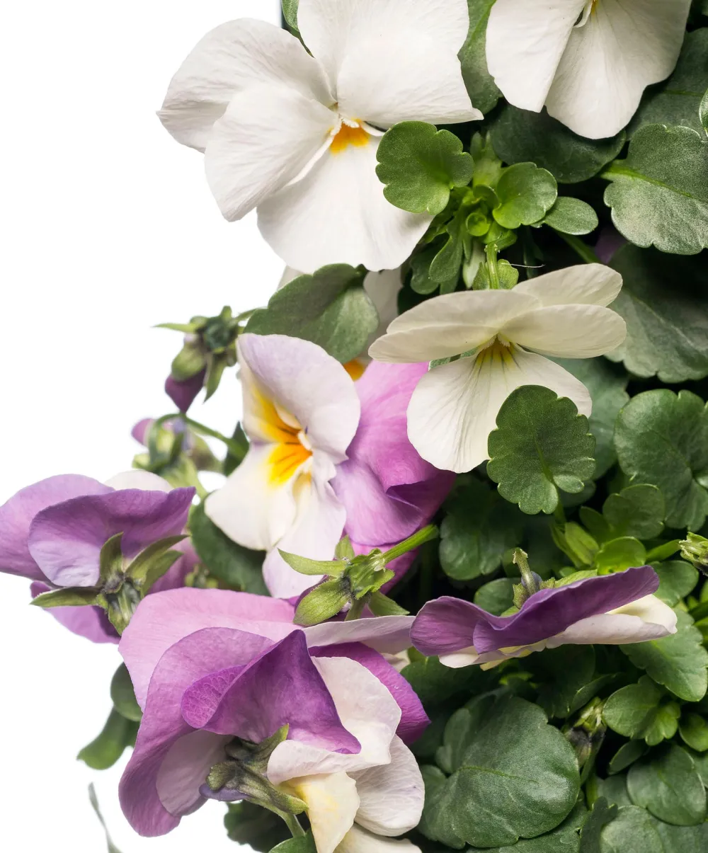 Sale Stiefmütterchen Wandhänger (Viola) D 20 H cm Einjährige Pflanzen|Stiefmütterchen & Hornveilchen