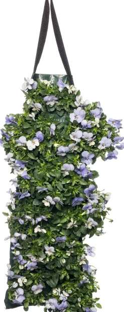 Sale Stiefmütterchen Wandhänger (Viola) D 20 H cm Einjährige Pflanzen|Stiefmütterchen & Hornveilchen