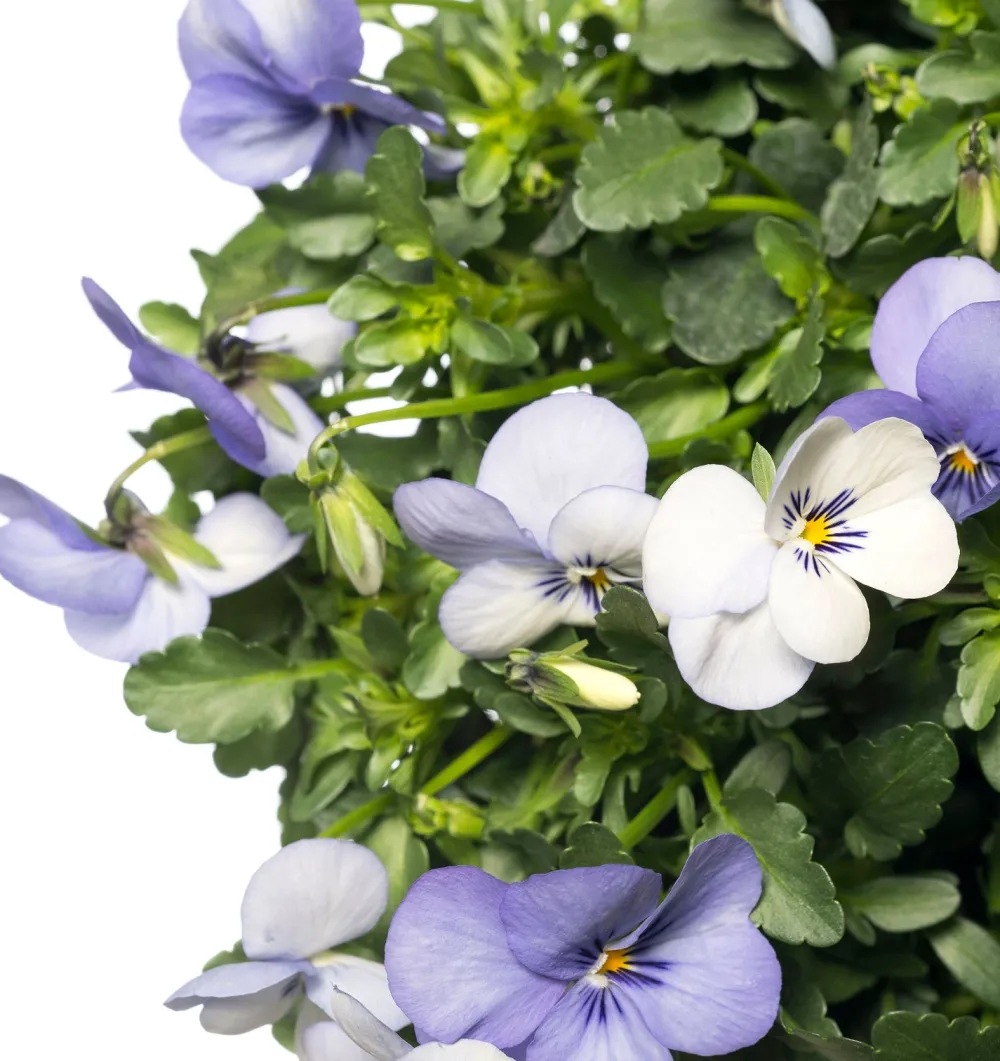 Sale Stiefmütterchen Wandhänger (Viola) D 20 H cm Einjährige Pflanzen|Stiefmütterchen & Hornveilchen