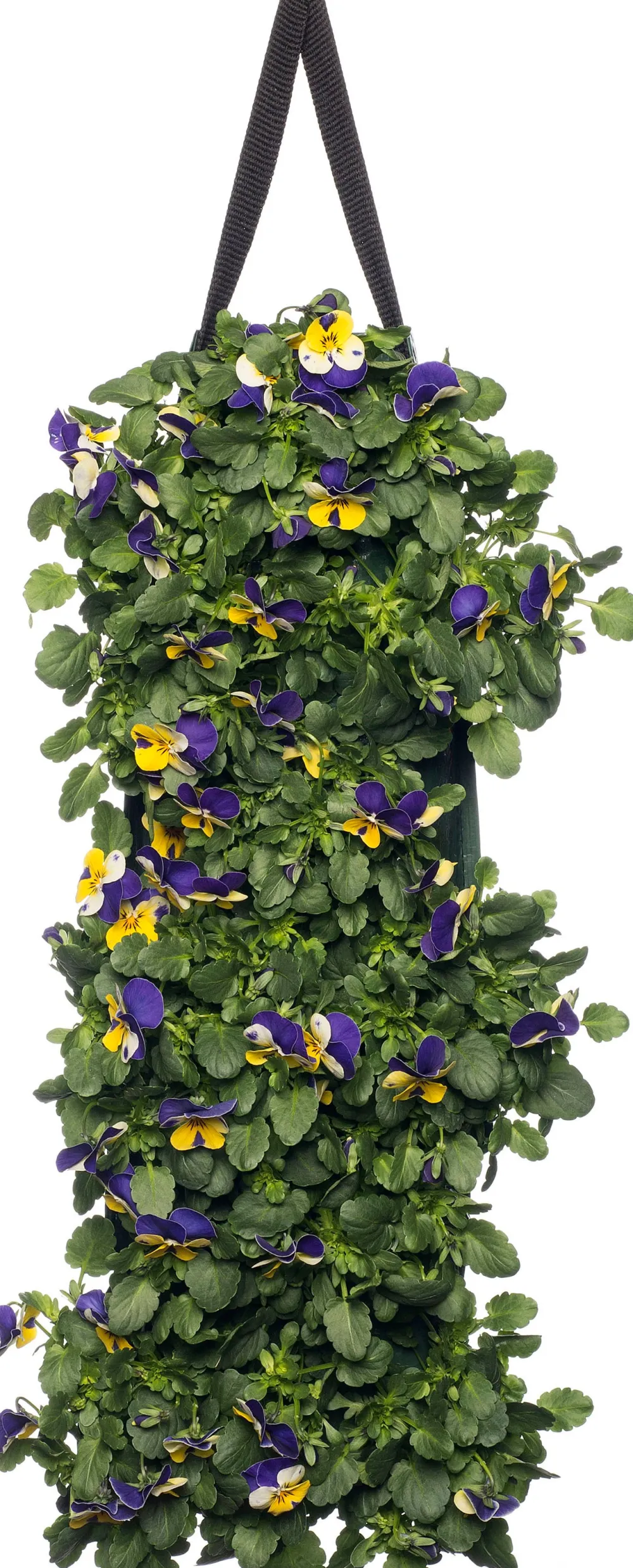 Sale Stiefmütterchen Wandhänger (Viola) D 20 H cm Einjährige Pflanzen|Stiefmütterchen & Hornveilchen