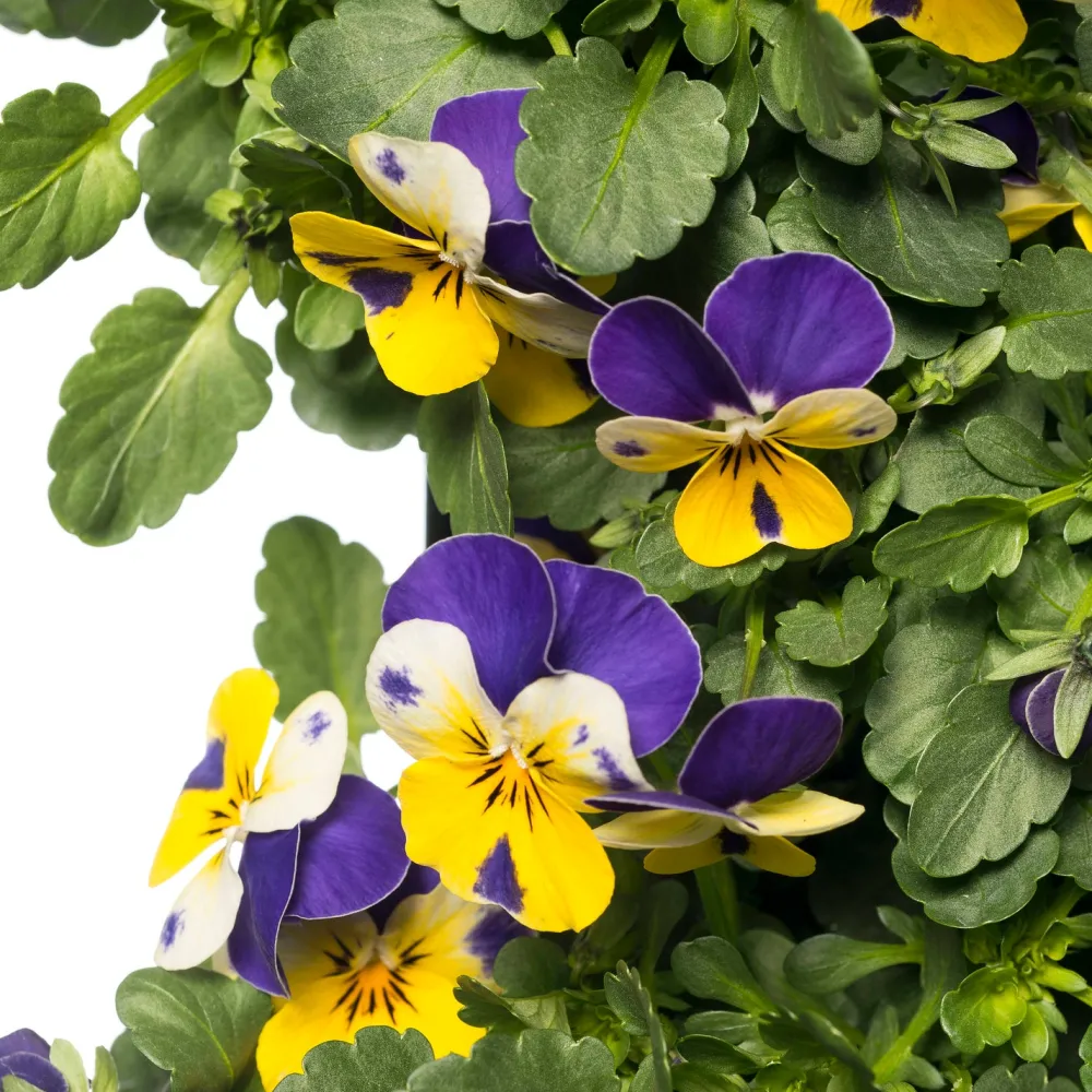 Sale Stiefmütterchen Wandhänger (Viola) D 20 H cm Einjährige Pflanzen|Stiefmütterchen & Hornveilchen