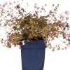 Clearance Storchschnabel (Geranium 'Dusky Crug') D 11 H 10 cm Blühende Pflanzen|Winterharte Pflanzen
