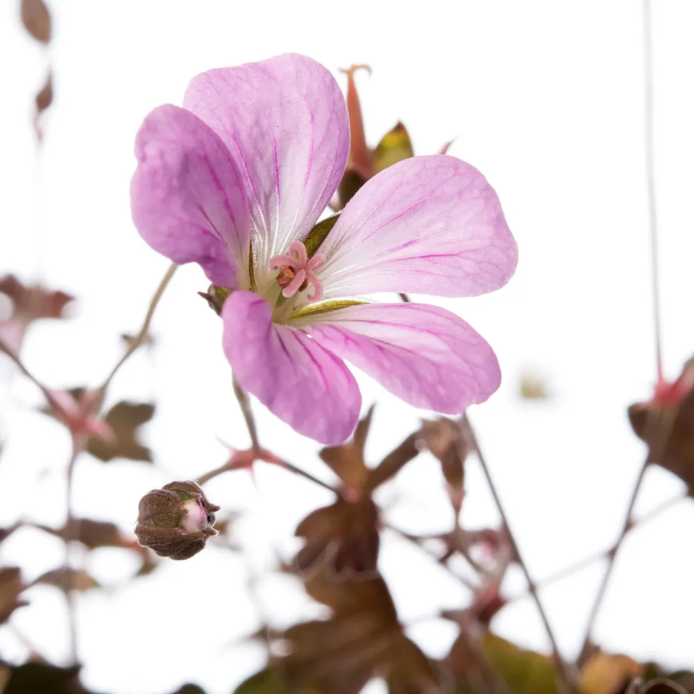 Clearance Storchschnabel (Geranium 'Dusky Crug') D 11 H 10 cm Blühende Pflanzen|Winterharte Pflanzen
