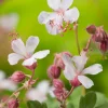 Sale Storchschnabel (Geranium macrorrhizum 'Spessart') D 11 cm Immergrüne Pflanzen|Mehrjährige Pflanzen