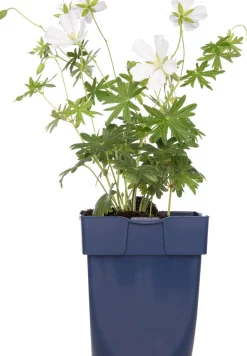 Hot Storchschnabel (Geranium sanguineum 'Album') D 11 H 10 cm Winterharte Pflanzen|Mehrjährige Pflanzen