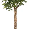 New Strahlenaralie (Schefflera arboricola 'Compacta') D 27 H 120 cm Grünpflanzen|Große Pflanzen