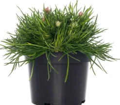 Sale Strand-Grasnelke (Armeria maritima 'Rosea') D 12 H 25 cm Blühende Pflanzen|Immergrüne Pflanzen