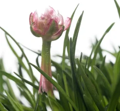 Sale Strand-Grasnelke (Armeria maritima 'Rosea') D 12 H 25 cm Blühende Pflanzen|Immergrüne Pflanzen