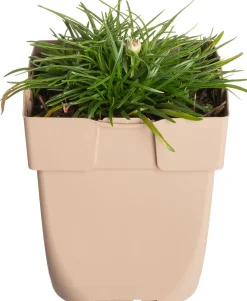 Sale Strand-Grasnelke (Armeria 'Maritima') D 11 H 10 cm Blühende Pflanzen|Winterharte Pflanzen